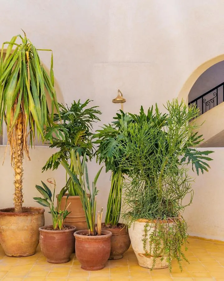 Riad Xo Μαρακές